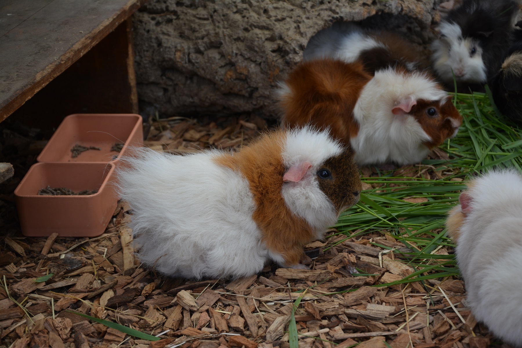 Neue Fricktaler Zeitung 20 Meerschweinchen Wohnen Im Garten Von